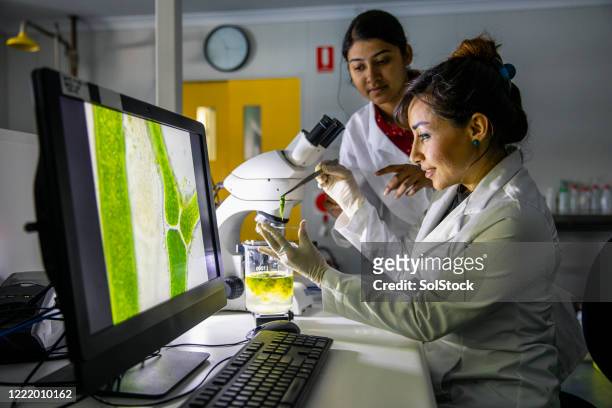 mujeres en la ciencia - cellulose fotografías e imágenes de stock