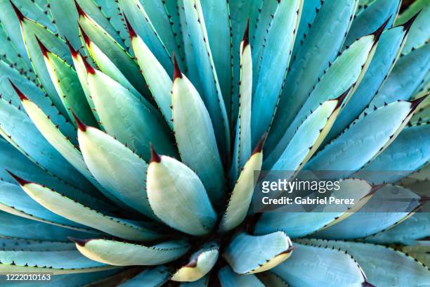 a macro closeup of a succulent plant from oaxaca de juarez, mexico - oaxaca stock pictures, royalty-free photos & images