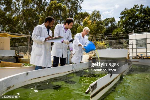 studying the growth of algae - algae stock pictures, royalty-free photos & images