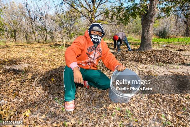 a seasonal farmer harvests nuts on a plantation in parras de la fuente in northern mexico - walnut farm stock pictures, royalty-free photos & images