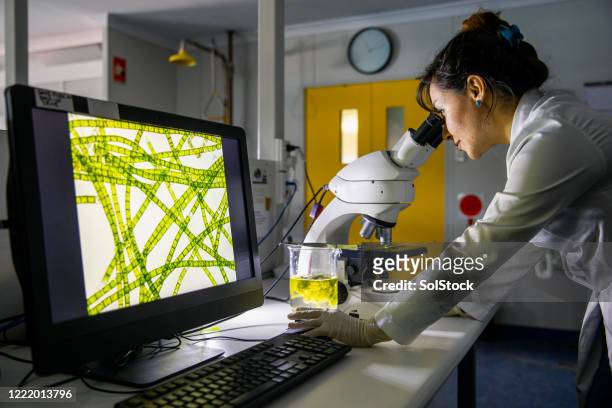 investigación de la ciencia - cellulose fotografías e imágenes de stock