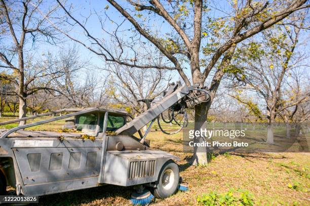 a shaker machine works in a walnut orchard in northern mexico - walnut farm stock pictures, royalty-free photos & images