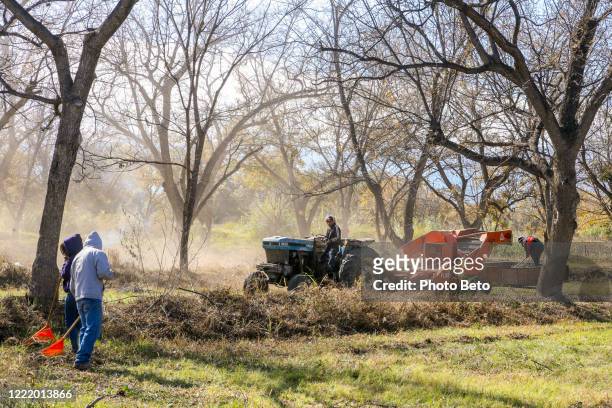 some seasonal farmers worker in a walnut orchard in northern mexico - walnut farm stock pictures, royalty-free photos & images