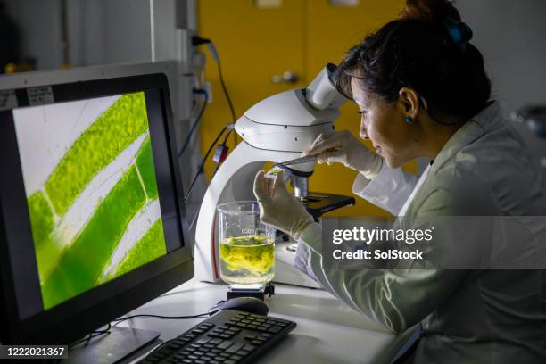 eine probe nehmen - chloroplasten stock-fotos und bilder