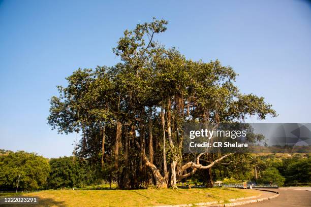 banyan tree, india. - banian photos et images de collection
