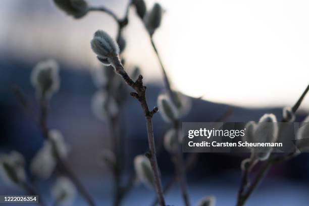 weidenkätzchen während der dämmerung, hell - weidenkätzchen stock-fotos und bilder