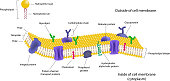 Phospholipid bilayers structure of cell membrane or cytoplasmic membrane