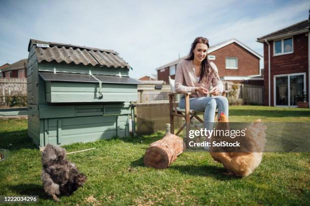 looking after the hens - tame stock pictures, royalty-free photos & images