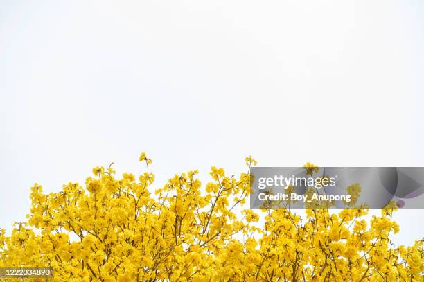 beautiful golden trumpet tree (others name is yellow tabebuia flower) blooming isolated on white background. - arbusto imagens e fotografias de stock