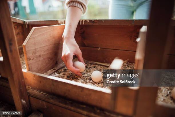 collecting eggs in the morning - the coop stock pictures, royalty-free photos & images