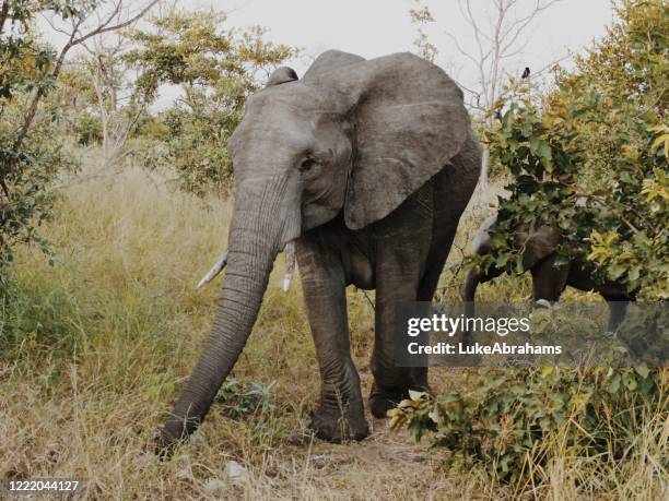 olifant in spelreserve zuid-afrika - mala mala game reserve stockfoto's en -beelden