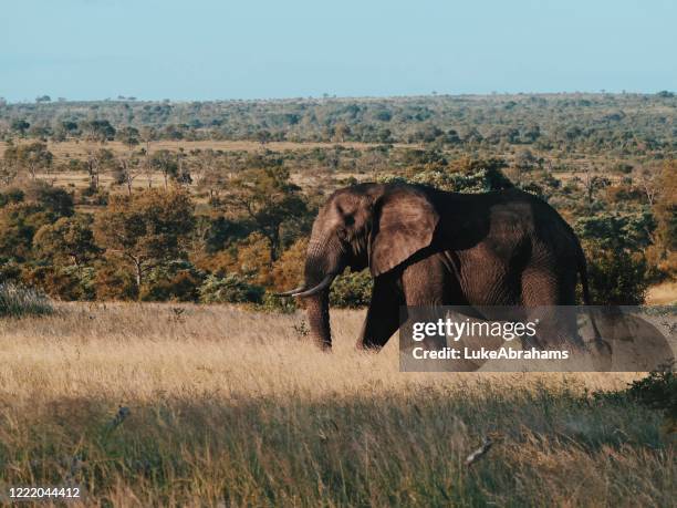 afrikanischer elefant im wildreservat südafrika - sabi sands reservat stock-fotos und bilder