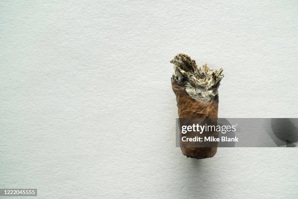 Cicca Single Cigars Photos and Premium High Res Pictures - Getty Images