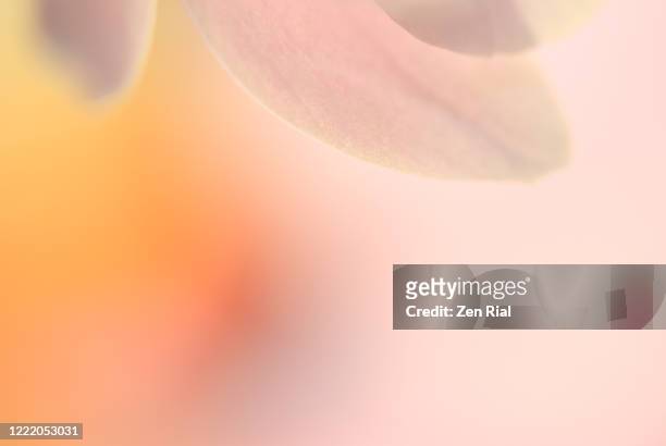 petals of a pale pink orchid flower against blurry background in soft pink and orange colors - foco difuso fotografías e imágenes de stock