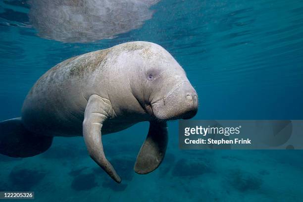 florida manatee in the crystal river area - manatee stock pictures, royalty-free photos & images