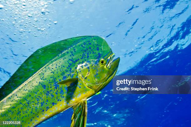 the gamefish, coryphaena hippurus, or dolphin - dolphin fish imagens e fotografias de stock