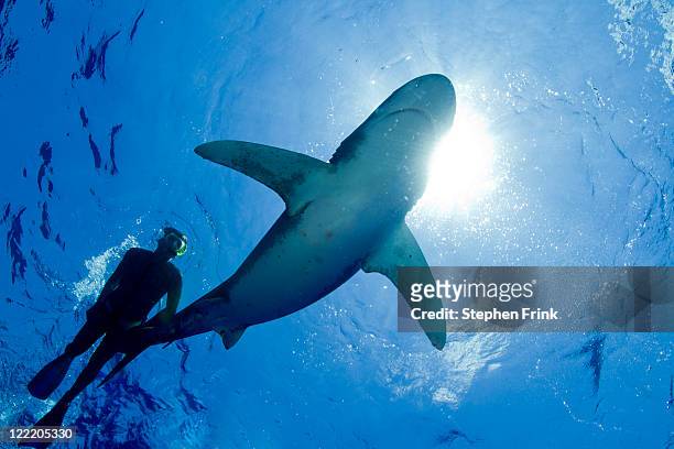 snorkeling with predatory oceanic whitetip sharks - oceanic white tip shark stock pictures, royalty-free photos & images