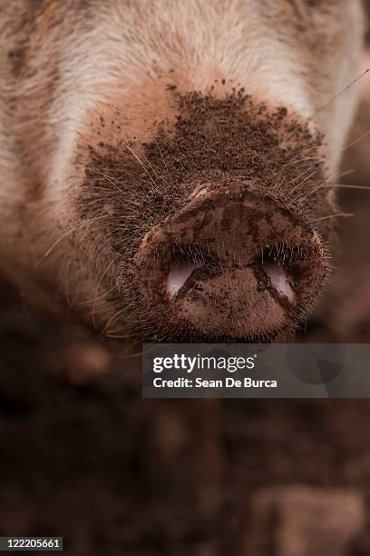 close-up of earth-covered pig nose. - pig snout stock-fotos und bilder