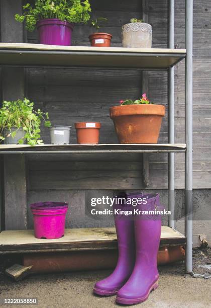 plant pots on the garden shelf - purple boot stock pictures, royalty-free photos & images