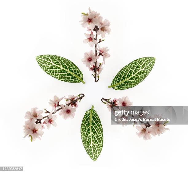 full frame, close-up of twig with almond blossoms and green leaves forming a circle on a white background. - almond tree 個照片及圖片檔