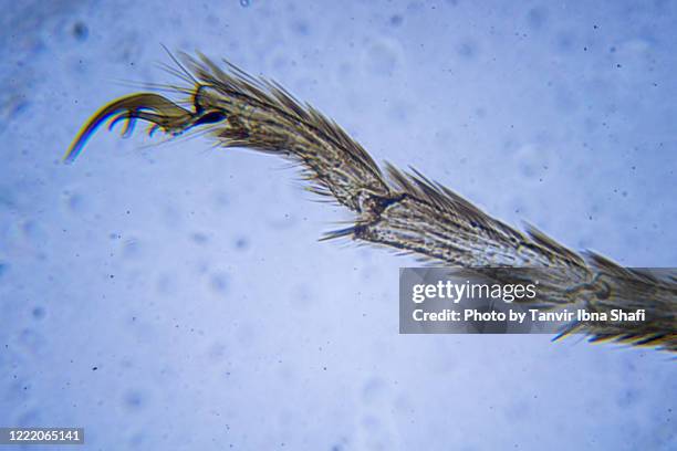 Insect Under The Microscope Photos and Premium High Res Pictures ...