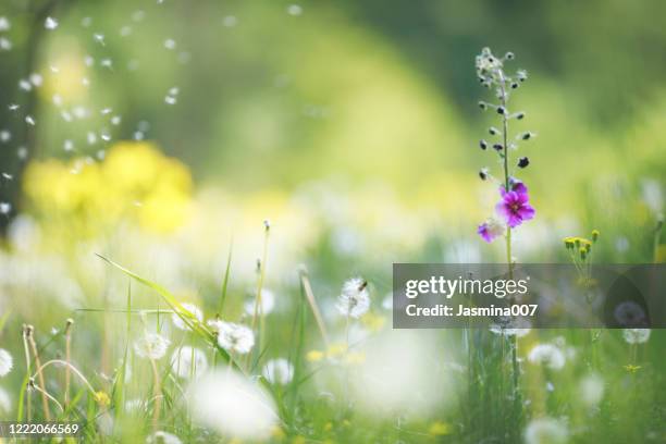 wildflowers background - pollen air stock pictures, royalty-free photos & images