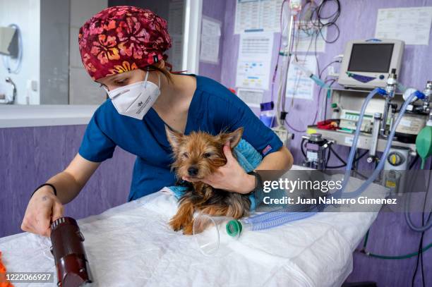 Veterinarian prepares the hair clipper to shave a dog's paw in the town of Alpedrete at the Veterinary Hospital on April 30, 2020 in Madrid, Spain....