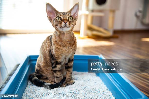 gehoorzame devon rex cat sitting in kattenbak in woonkamer - stockfoto - cat box stockfoto's en -beelden