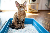 Obedient Devon Rex Cat Sitting in Litter Box in Living Room - stock photo