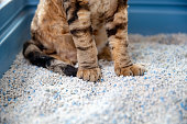 Low Section of Devon Rex Cat Sitting on Clumping Cat Sand in Litter Box - stock photo