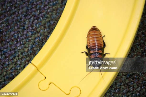 Madagascar hissing cockroaches compete in the "Run for the Roaches" race at St. Francis School on April 30, 2020 in Goshen, Kentucky. The annual race...