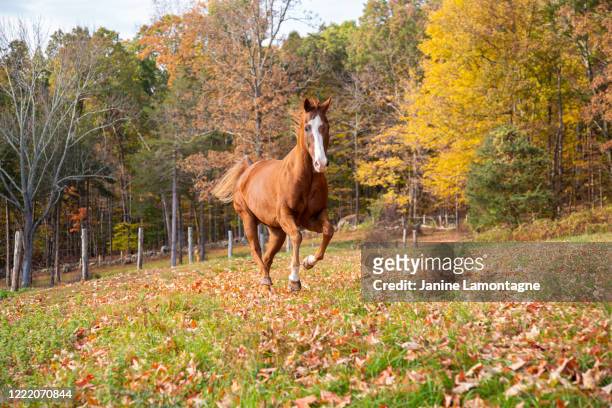 pferd läuft auf einer weide - horse running stock-fotos und bilder