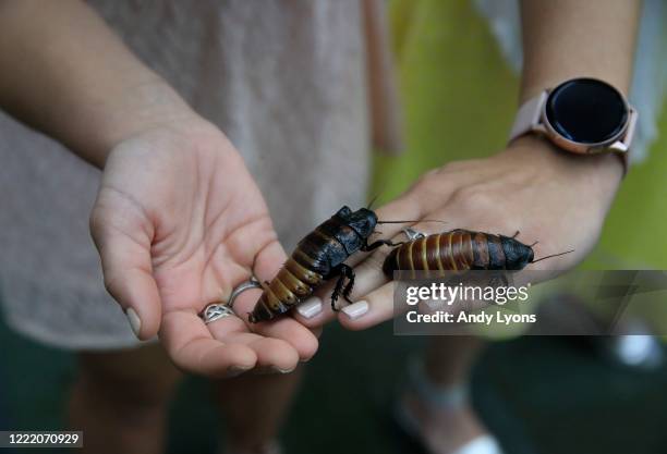 Caitlin Brock holds Madagascar hissing cockroaches before they compete the "Run for the Roaches" race on April 30, 2020 in Goshen, Kentucky. The...