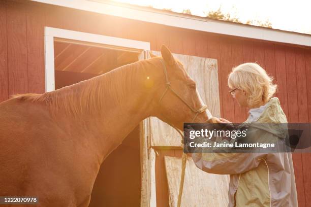 horse therapy - horse family stock pictures, royalty-free photos & images