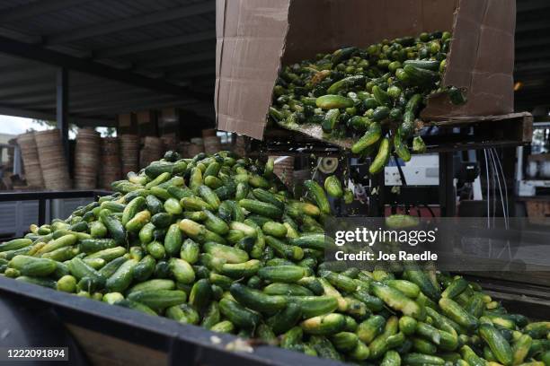 Container of cucumbers is dumped onto a trailer at the Long and Scott Farms on April 30, 2020 in Mount Dora, Florida. The pickle-variety cucumbers...