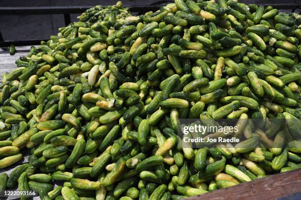 Cucumbers are seen discarded onto a trailer at the Long and Scott Farms on April 30, 2020 in Mount Dora, Florida. The pickle-variety cucumbers were...