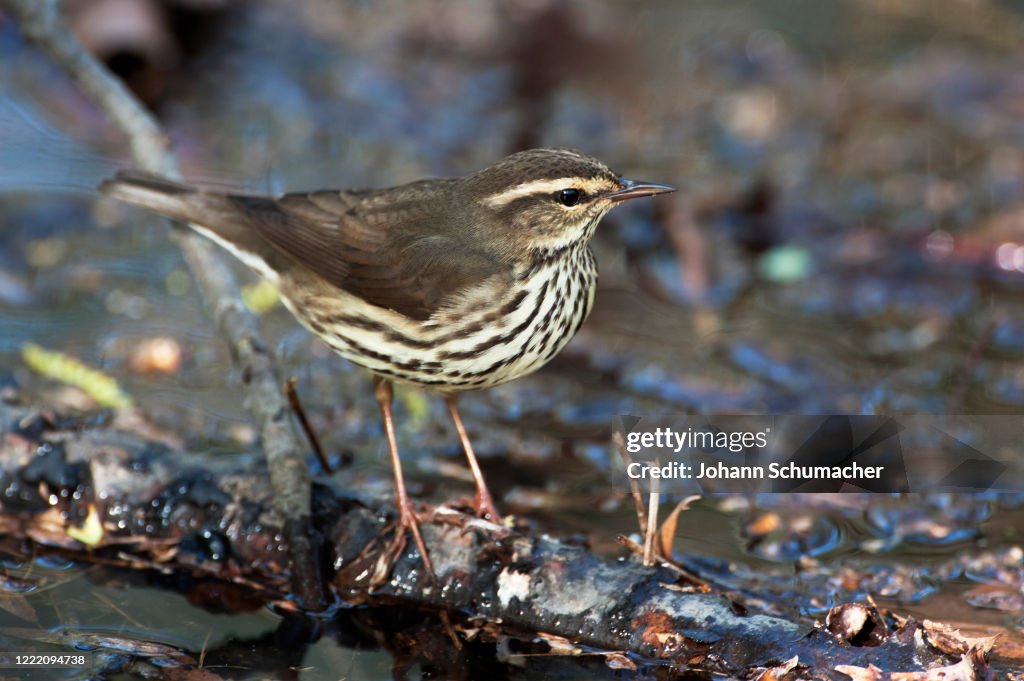 Northern waterthrush warbler during spring migration