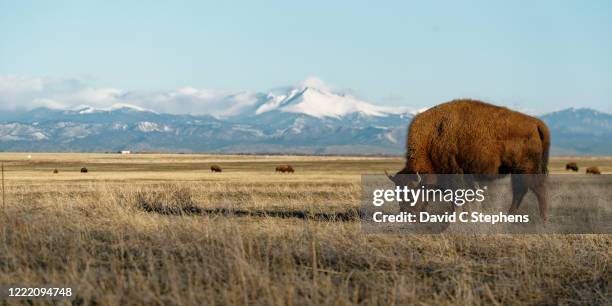 big bison grazes in front of snowcapped rocky mountains - commerce city colorado stock pictures, royalty-free photos & images