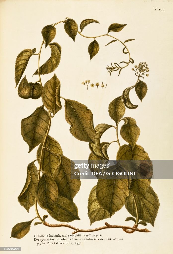 American bittersweet (Celastrus Scandens), Celastraceae, shrub native to Northern America, watercolor, 1770-1781.