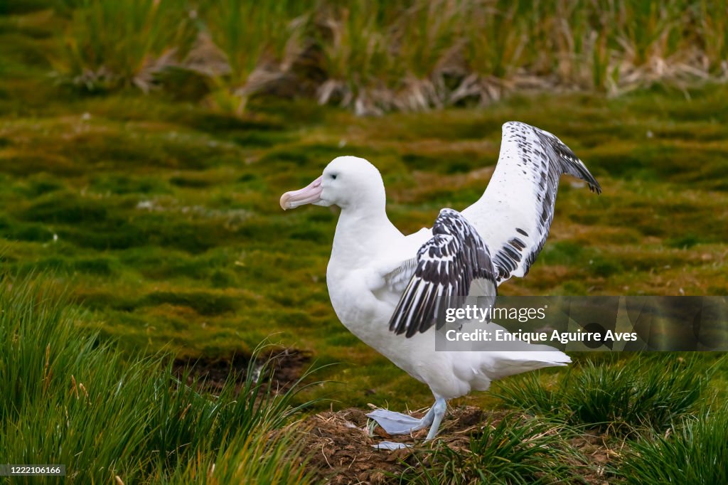 Wandering albatross (Diomedea exulans) Prion island, South Georgia, South Atlantic