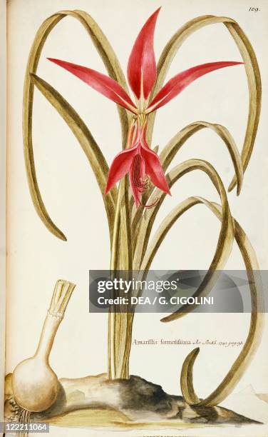 Herbal, 18th-19th century. Iconographia Taurinensis. Volume VII, Plate 109 by Francesco Peyrolery, Jacobean or Aztec Lily , Amaryllidaceae. Warm...
