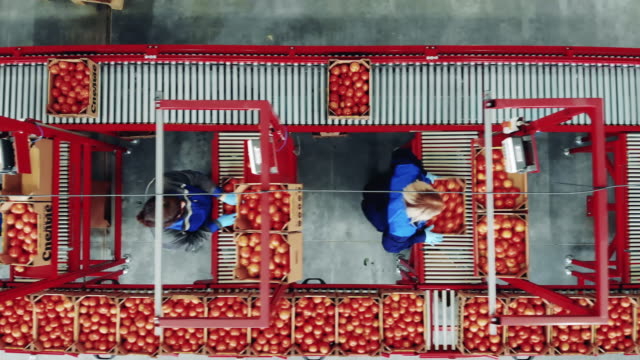 Top view of tomatoes sorting process carried out by female workers at a factory packing conveyor.