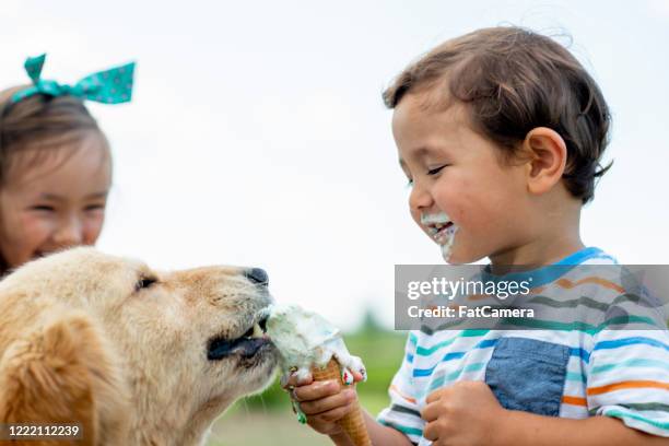 nette kinder essen eis - dog eating a girl out stock-fotos und bilder