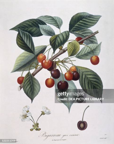Botany - Rosaceae - Cherry tree "Bigarreau". Henry Louis Duhamel du Monceau, botanical plate by Pierre Antoine Poiteau.