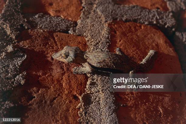 Zoology - Scaled reptiles - Giant leaf-tailed gecko . Madagascar.