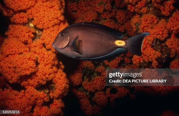Zoology - Fishes - Perciformes - Sohal surgeonfish or tang .
