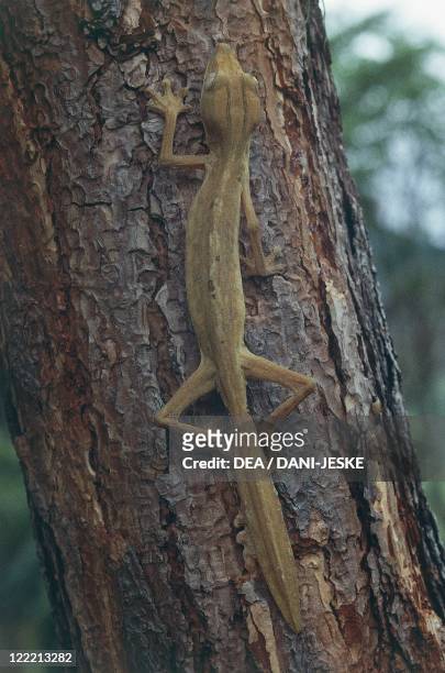 Zoology - Scaled reptiles - Lined leaf-tailed gecko . Madagascar.