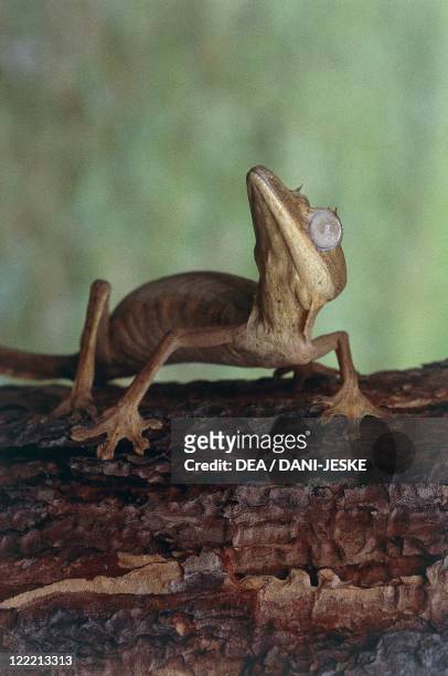 Zoology - Scaled reptiles - Lined leaf-tailed gecko . Madagascar.