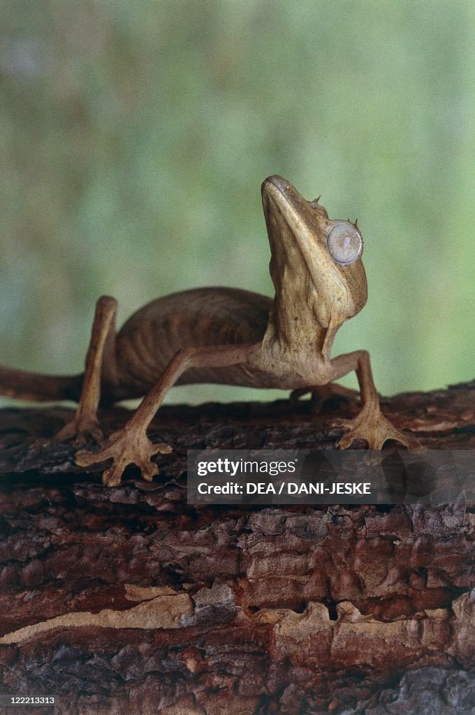 Zoology - Scaled reptiles - Lined leaf-tailed gecko (Uroplatus lineatus). Madagascar.