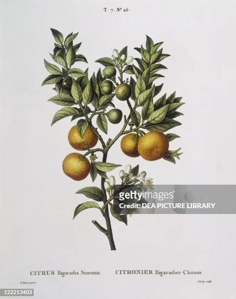Botany - Rutaceae - Bitter orange . Henry Louis Duhamel du Monceau, botanical plate by Pancrace Bessa.